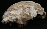 Partial Oligocene Camel (Poebrotherium) Skull - Nebraska #10752-3